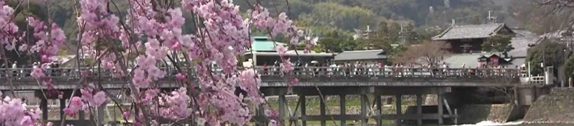 嵐山の桜